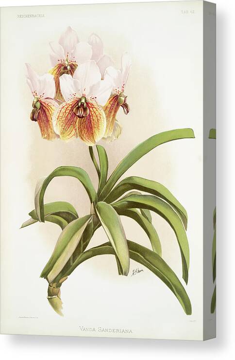 Reichenbachia Orchids Canvas Print featuring the painting Vanda sanderiana Orchid by World Art Collective