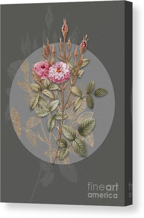 Vintage Canvas Print featuring the painting Vintage Botanical Mossy Pompon Rose on Circle Gray on Gray by Holy Rock Design