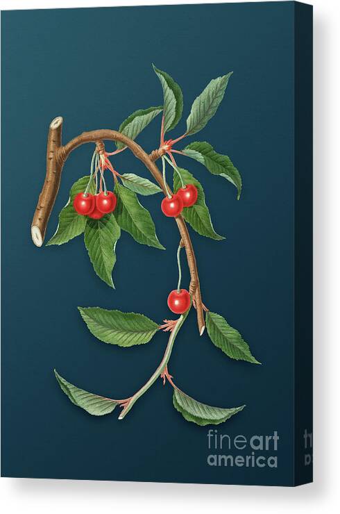 Vintage Canvas Print featuring the painting Vintage Cherry Botanical Art on Teal Blue n.0157 by Holy Rock Design
