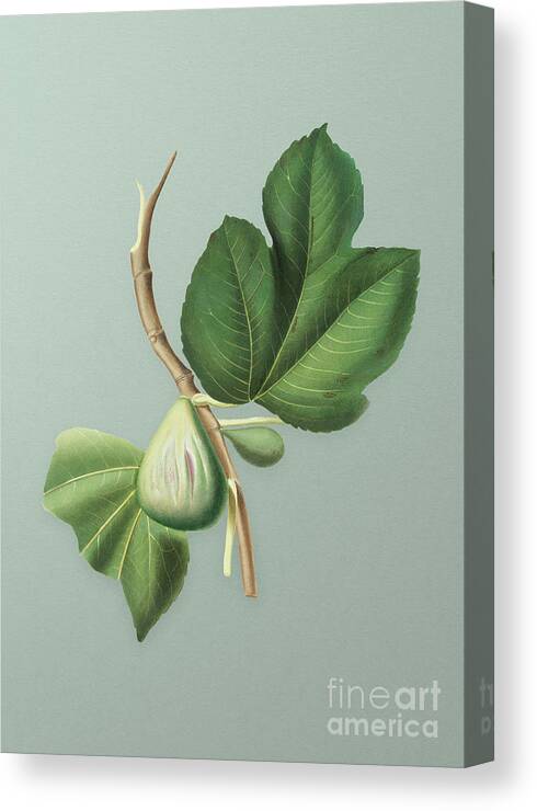 Vintage Canvas Print featuring the mixed media Vintage Fig Botanical Art on Mint Green n.0178 by Holy Rock Design