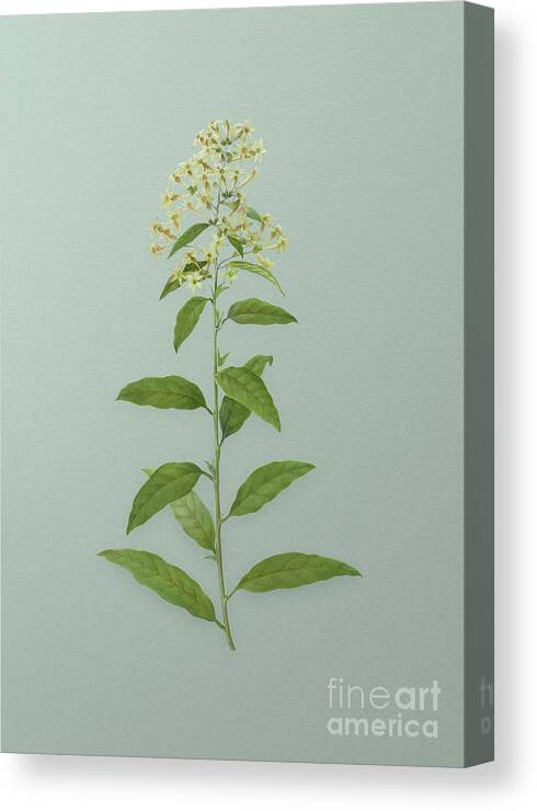 Vintage Canvas Print featuring the mixed media Vintage Green Cestrum Botanical Art on Mint Green n.0958 by Holy Rock Design