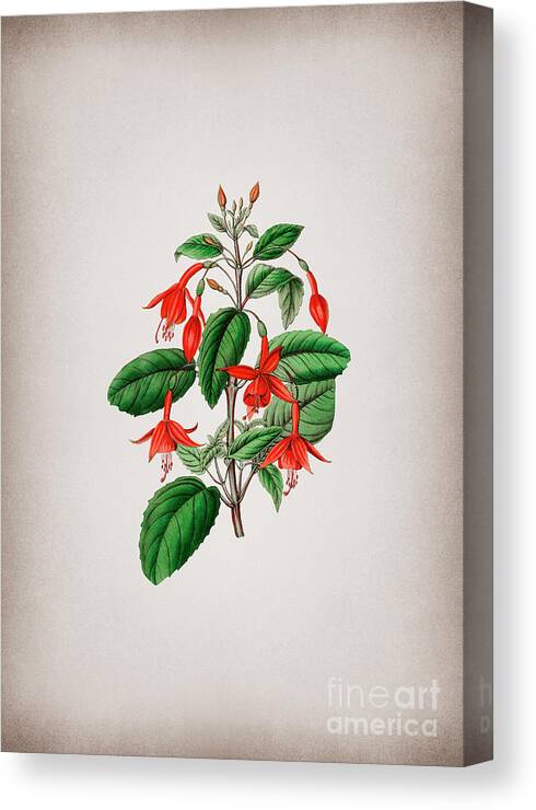 Vintage Canvas Print featuring the mixed media Vintage Standish's Fuchsia Flower Branch Botanical Illustration on Parchment by Holy Rock Design