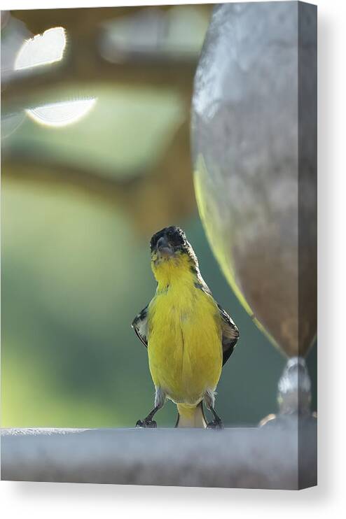 Yellow Canvas Print featuring the photograph Watcha Lookin At by Laura Macky