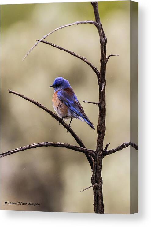 Blue Bird Canvas Print featuring the photograph Western Blue Bird by Tahmina Watson