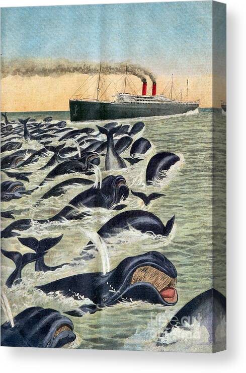 Animal Canvas Print featuring the photograph Whale Pod Attacking Ship, 1913 by Science Source