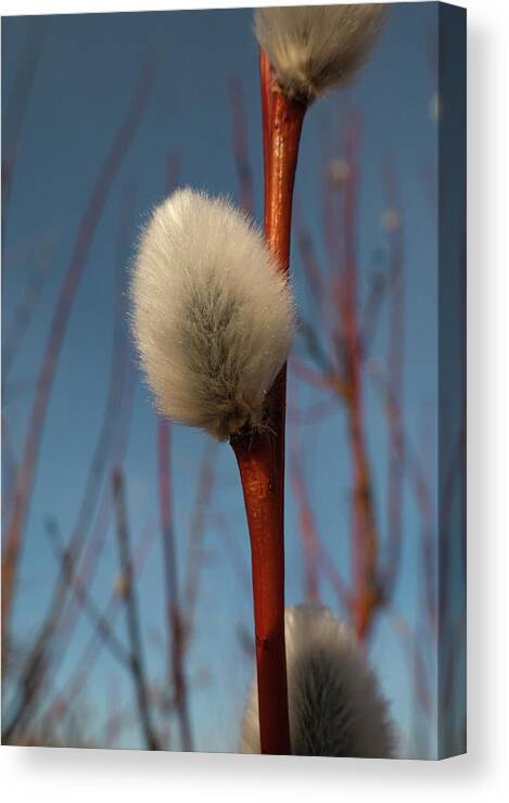 Spring Canvas Print featuring the photograph Willow Catkin by Karen Rispin