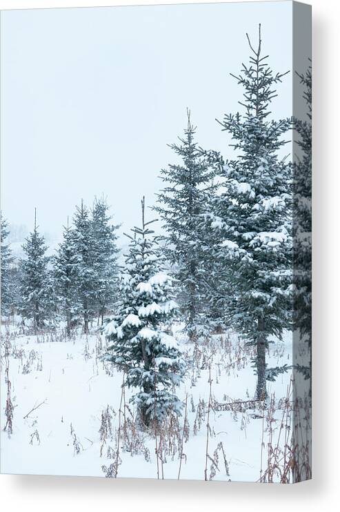 Winter Canvas Print featuring the photograph Winter evergreens by Phil And Karen Rispin