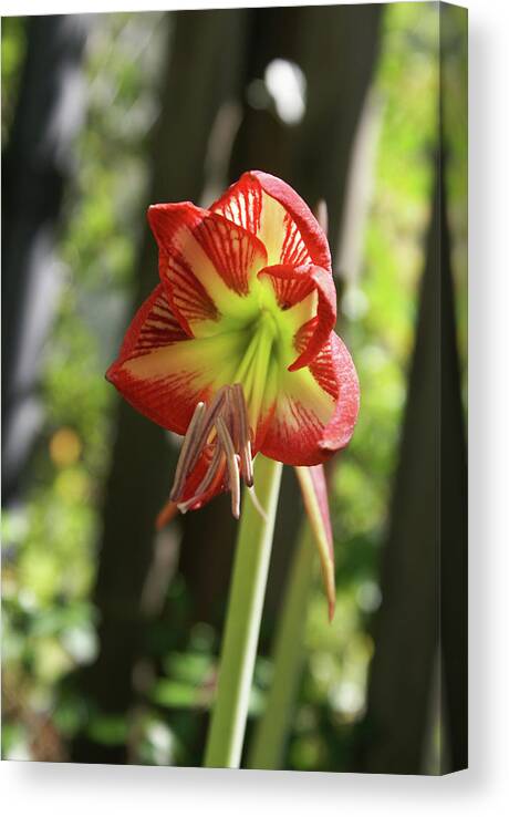  Canvas Print featuring the photograph Yellow and Red Amaryllis by Heather E Harman