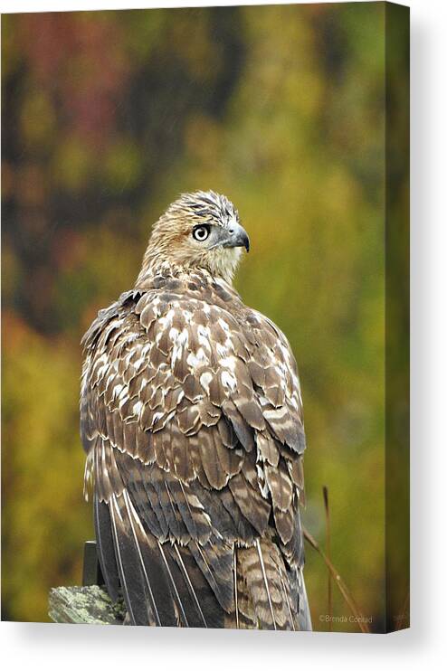 Young Red-tail Canvas Print featuring the photograph Young Red-tail by Dark Whimsy