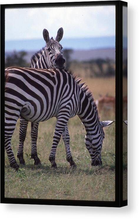 Africa Canvas Print featuring the photograph Zebra Resting Head by Russel Considine