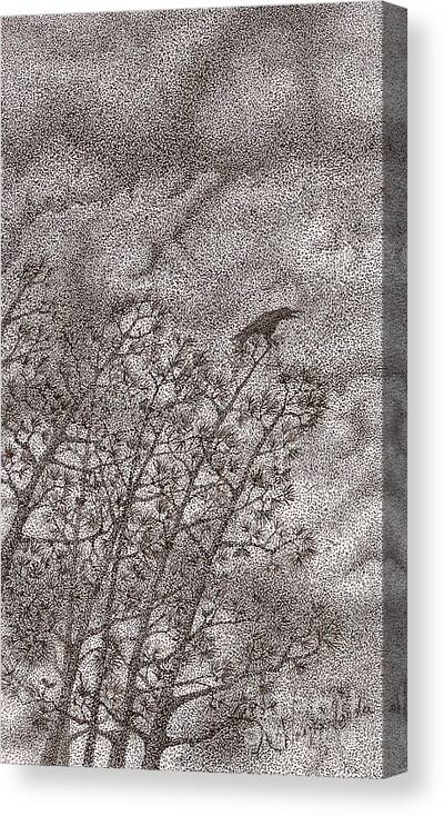 Crows Canvas Print featuring the drawing The Crow by Wayne Hardee