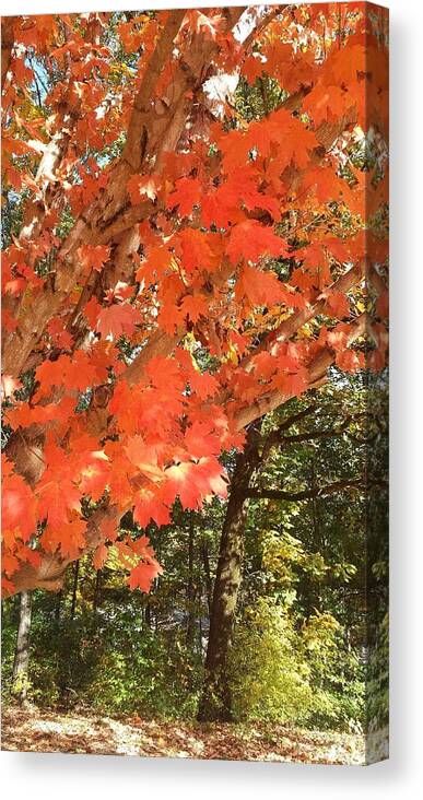Fall Canvas Print featuring the photograph Fall Explosion of Color #38 by Kenny Glover