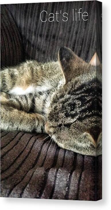 Cat Canvas Print featuring the photograph Cat's life 1 by Pedro Fernandez