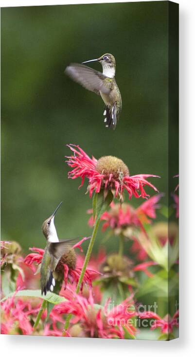 Animal Canvas Print featuring the photograph Cecilia's Hummers. by Patricia A Griffin