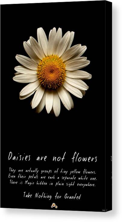 Daisies Are Not Flowers Canvas Print featuring the photograph Daisies are not flowers by Weston Westmoreland