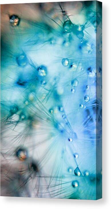 Dandelion Canvas Print featuring the photograph Winter - Dandelion with Water Droplets Abstract by Marianna Mills