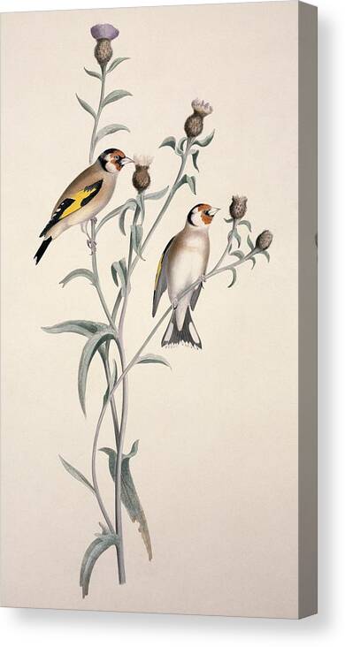 European Goldfinch Canvas Print featuring the photograph European goldfinch, 19th century by Science Photo Library