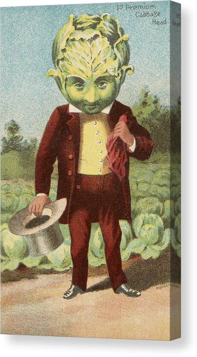 Vintage Canvas Print featuring the drawing First premium Cabbage Head by Aged Pixel