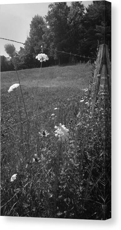 Kelly Hazel Canvas Print featuring the photograph Flowers by a Barbed Wire Fence by Kelly Hazel