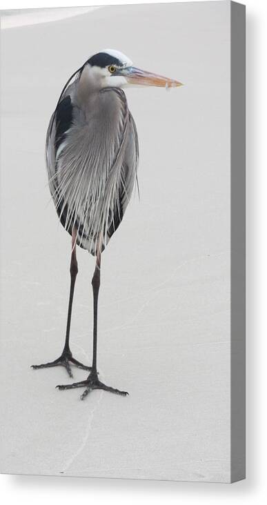 Shore Canvas Print featuring the photograph Great Blue Heron by Denise Hoff