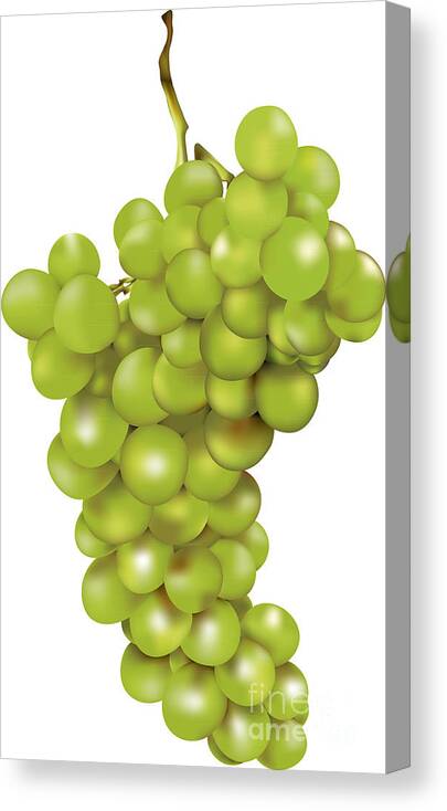 Bunch Canvas Print featuring the digital art Green Bunch Of Grapes by Gina Koch