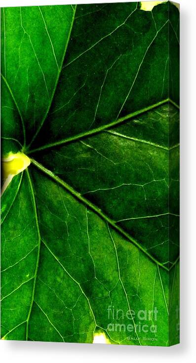 Pictures Of Leaves Canvas Print featuring the photograph In The Viens by Sally Simon