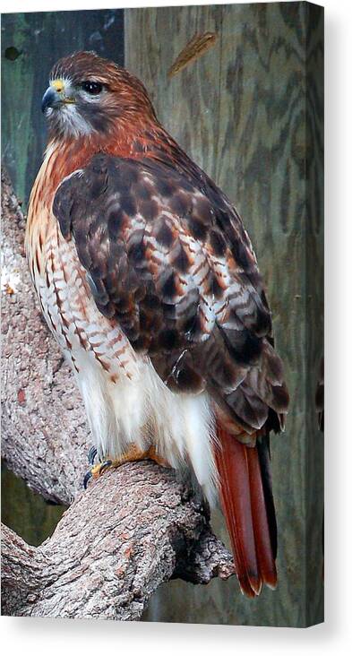 Hawk Canvas Print featuring the photograph Inquisitve Red Tailed Male Hawk by Donna Proctor