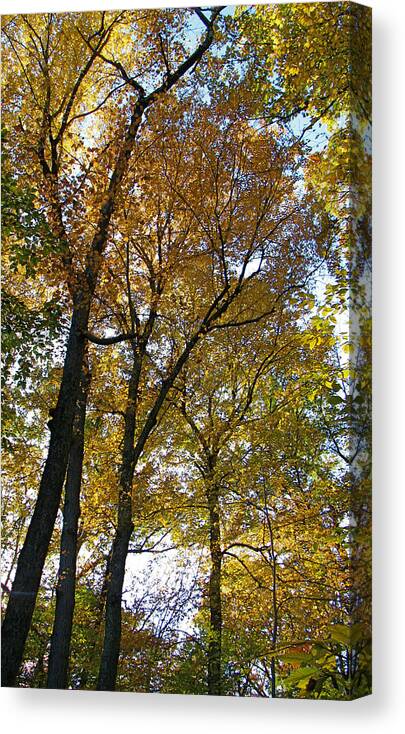 Trees Canvas Print featuring the photograph Look up by Meagan Johnson
