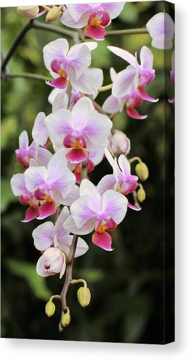 Orchids Canvas Print featuring the photograph Orchid Cascade by Harold Rau