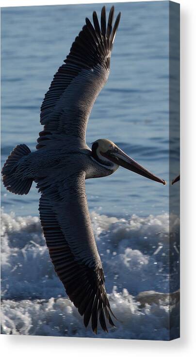 Pelican Canvas Print featuring the photograph Pelican Flight by John Daly