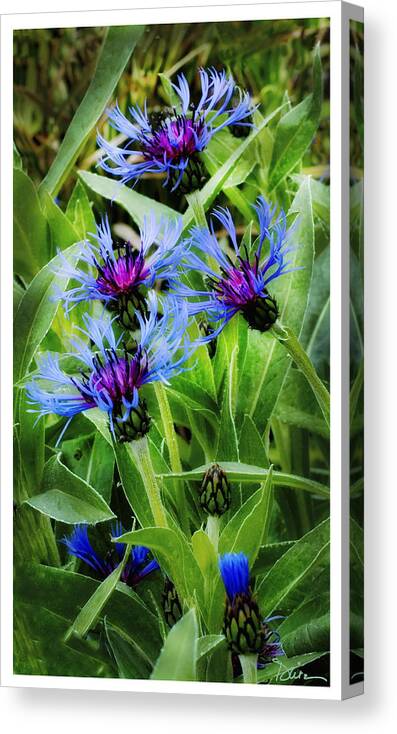 Purple Canvas Print featuring the photograph Railroad Blooms by Peggy Dietz