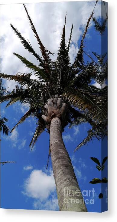 Palm Canvas Print featuring the photograph Reaching For The Sky by Christiane Schulze Art And Photography