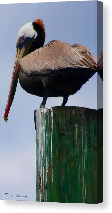 Pelican Canvas Print featuring the photograph Red Heads by Debra Forand