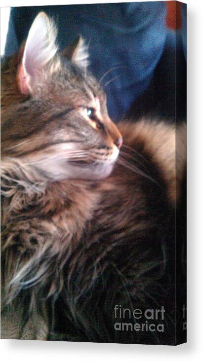 Maine Coon Canvas Print featuring the photograph Remembering Bo by Jacqueline McReynolds