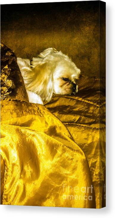 Dog Canvas Print featuring the photograph Smoky by Gerald Kloss