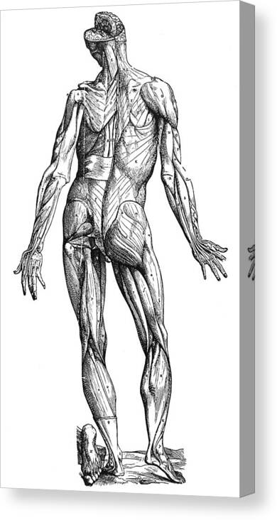 1543 Canvas Print featuring the photograph Vesalius: Muscles, 1543 by Granger