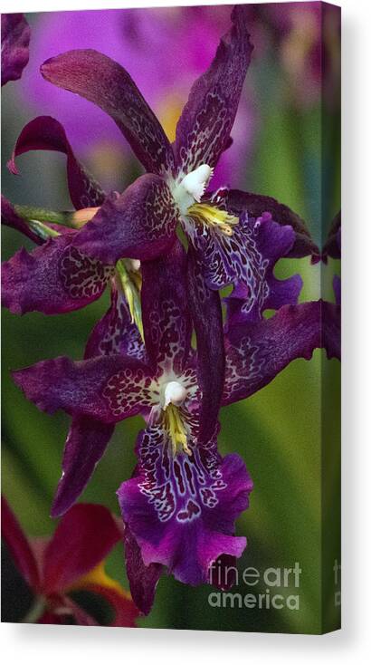 Bright Purple Orchid Canvas Print featuring the photograph Vuylstekeara Orchid 4511 by Terri Winkler