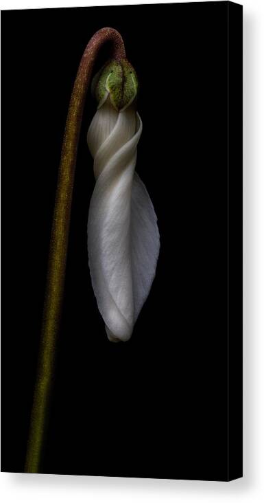 Flower Canvas Print featuring the photograph White Waiting To Bloom by Robert Woodward