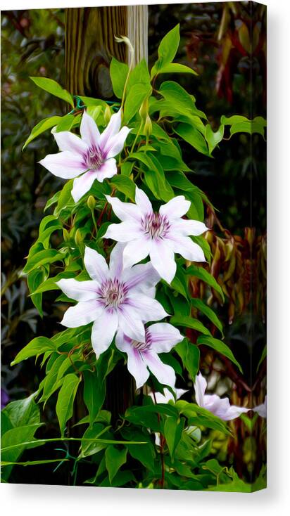 White With Purple Flower Canvas Print featuring the photograph White with purple flowers 2 by Tracy Winter