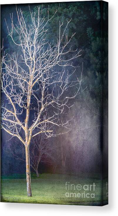 Winter Canvas Print featuring the photograph Winter by Russell Brown