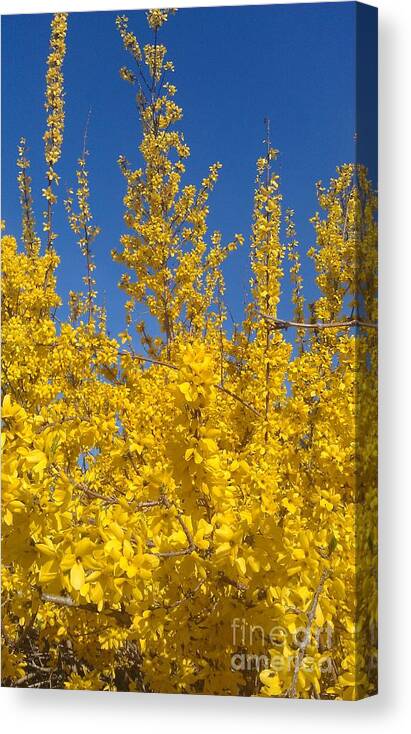 Forsythia Canvas Print featuring the photograph Yellow Explosion by Melissa Petrey