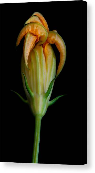 Flower Canvas Print featuring the photograph Zucchini Jester by Robert Woodward