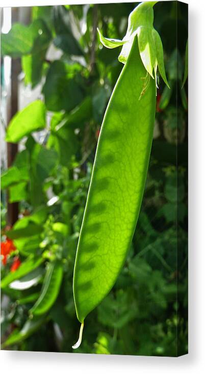 Peas Canvas Print featuring the photograph A Green Womb by Steve Taylor