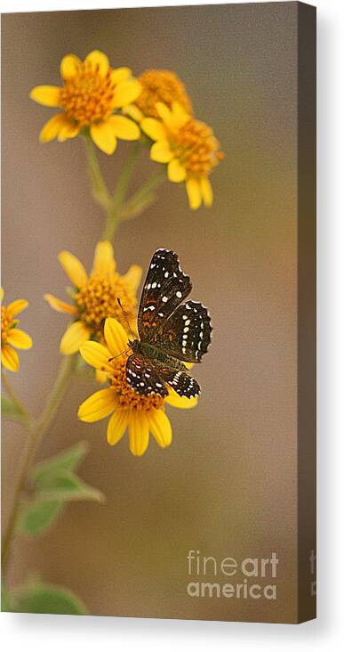 Butterfly Canvas Print featuring the digital art Butterfly On Marigold by John Kolenberg