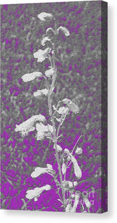 Flowers White Pink Texture Growth Grace Purple Gray Canvas Print featuring the photograph Untitled 101 by Vilas Malankar