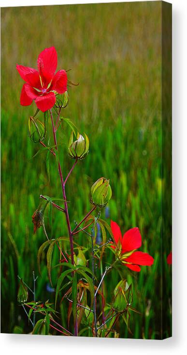 Flowers Canvas Print featuring the photograph Texas Star Hibiscus #1 by Lawrence S Richardson Jr