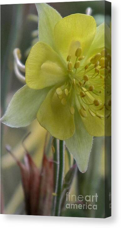 Yellow Canvas Print featuring the photograph Yellow Flower 4 #2 by Christy Garavetto