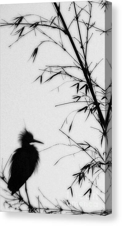 Egret Canvas Print featuring the photograph Baby Egret Waits by Linda Shafer