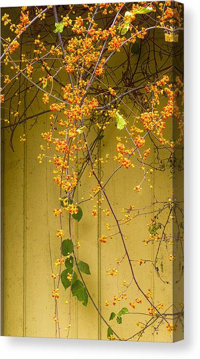 Cone Flowers Canvas Print featuring the photograph Bittersweet Vine by Tom Singleton