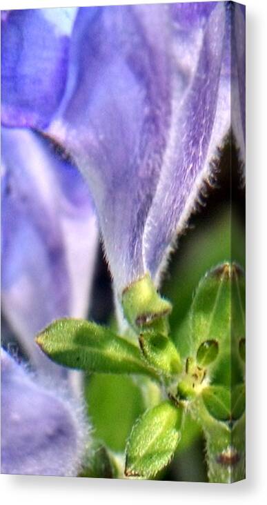Blue Canvas Print featuring the photograph Blue Lupine Flower - 4 of 5 shots by Nadia Korths